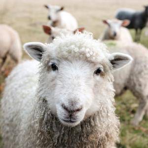 Easter Extravaganza: Farm Animals to Visit Crawley