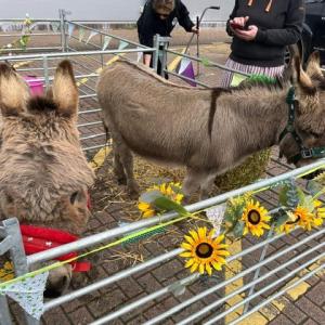Easter farm experience brings Templefields House community together